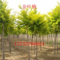 金葉榆