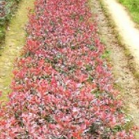 紅葉石楠