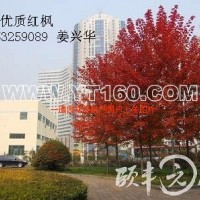 美國(guó)紅楓
