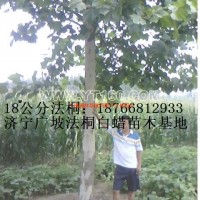 法桐