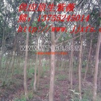 紫薇樹