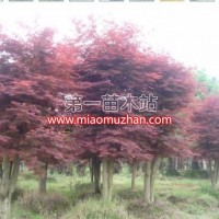 紅楓