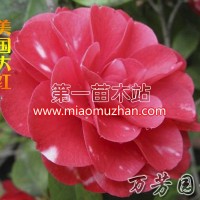 美國(guó)大紅
