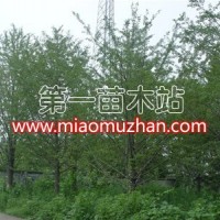 銀杏樹(shù)