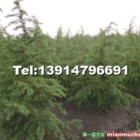 雪松