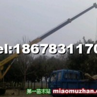 白蠟樹