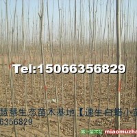 速生白蠟