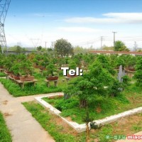 對節(jié)白蠟