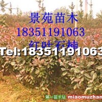紅葉石楠