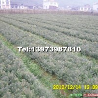 南方紅豆杉