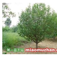八棱海棠樹