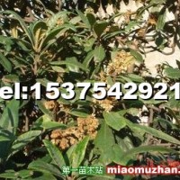 枇杷
