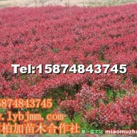 紅葉石楠