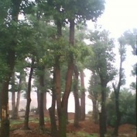 香樟樹(shù)