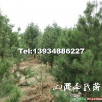白皮松