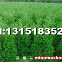 蜀檜