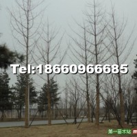 銀杏樹