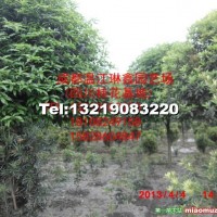 干八月桂