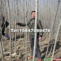 楊樹苗