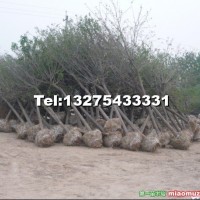 兩年帽白蠟