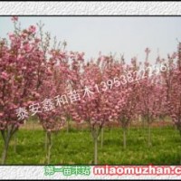櫻花