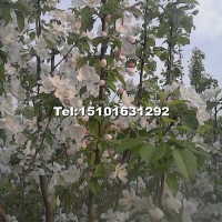 八棱海棠樹