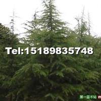 雪松