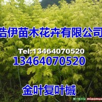 金葉復(fù)葉槭
