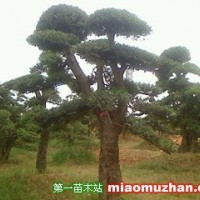 造型榆樹