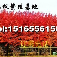 秋火焰紅楓