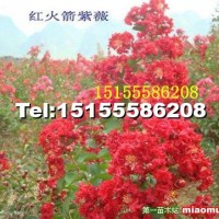 紅火箭紫薇