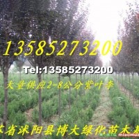 紫葉李