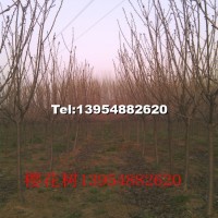 櫻花樹