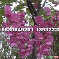 嫁接香花槐