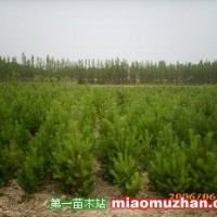 樟子松