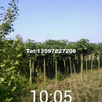 青桐樹
