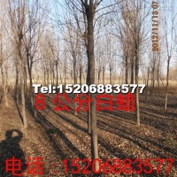 白蠟