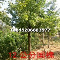 國槐