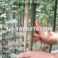 速生國槐