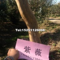 紫薇