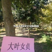 大葉女貞