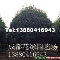 桂花