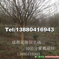 紫薇