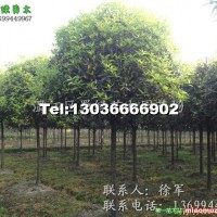 高分枝八月桂