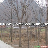 七葉樹