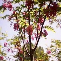 香花槐