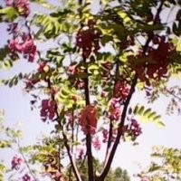 香花槐