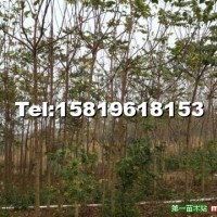 麻楝