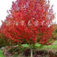 紅楓