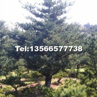 五針?biāo)?/></a>
<div><a href=